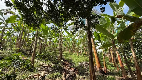 Finca Cafetera En Venta Calarca 14 Cuadras