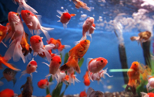 Goldfish Carassius Peces Agua Fria Surtidos 6cm X 10 Unid