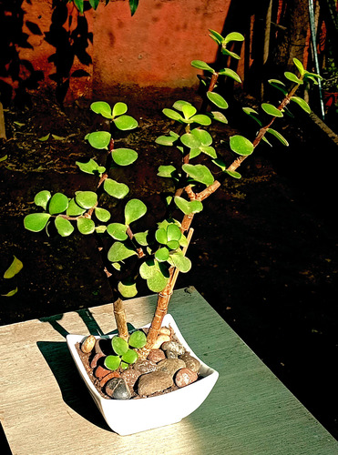 Maceta Ceramica Bonsai Suculenta Portucalaria