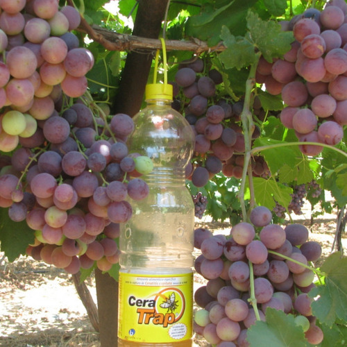 Imagen 5 de 6 de Cera Trap 2 L Cebo Para Mosca De La Fruta Control Orgánico