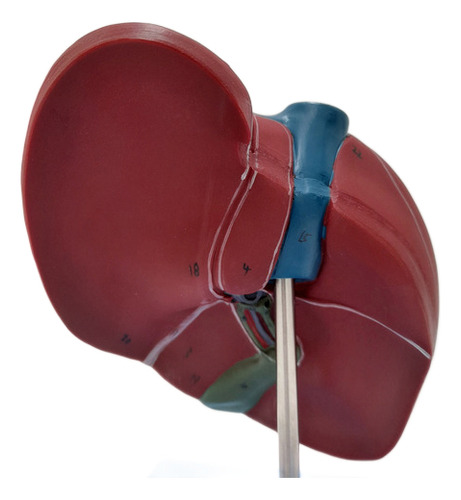Fígado Básico Humano Anatomic TZJ-0324-A