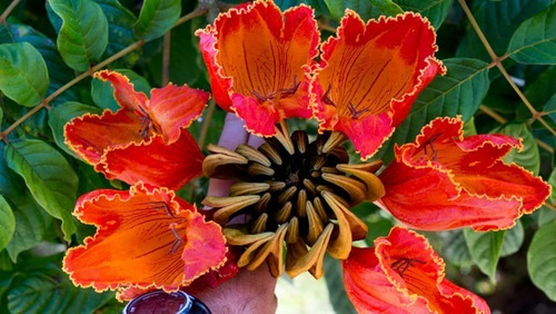 Ipê Vermelho Tulipeira Flor Sementes P Mudas Frete Grátis | Parcelamento  sem juros