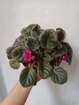 Busca planta violeta africana a la venta en Perú. - Ocompra.com Perú