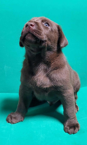 Hermosos Cachorros Labrador Chocolate