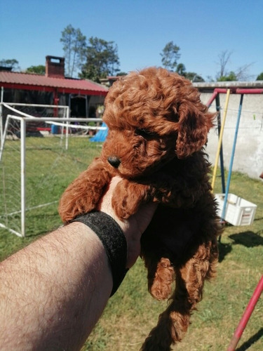 Imagen 2 de 8 de Caniche Pelirrojo, Aceptamos Tarjeta!nacen En Marzo
