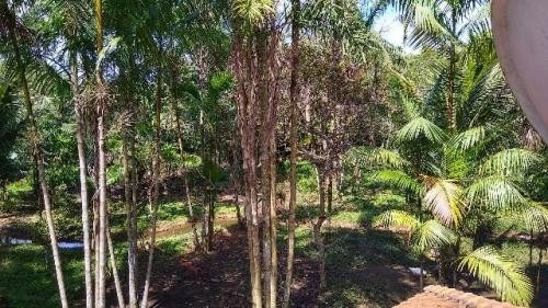 Imagem 7 de 14 de Chácara Com Árvores Frutíferas Em Peruíbe Litoral - 6455 Npc