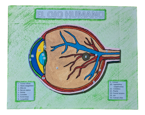 Maqueta Del Ojo Humano O Sentido De La Vista