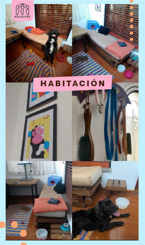Imagen 7 de 10 de Guardería Y Pensionado Para Mascotas - Perros O Gatos