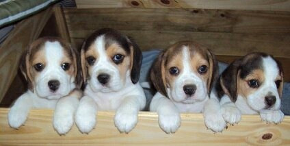 Cachorros Beagle