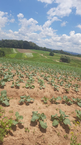 Imagem 19 de 19 de Lotes E Terrenos Localizados Na Região De Cotia