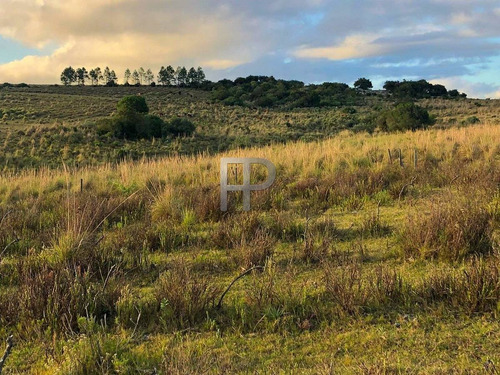 Imagen 10 de 12 de Campo En Venta Las Cañas 77 Hectáreas