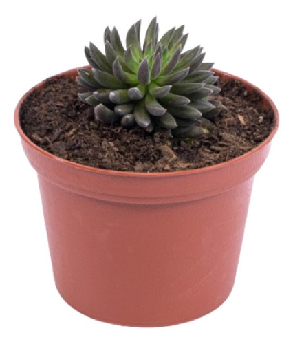 Sinocrasula Yunnanensis ( Planta) Suculenta Enana 3 Pulgadas