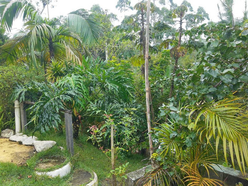 Imagem 11 de 14 de Chácara 4.000 M² / Plantações E Árvores Frutiferas / 4 Km Br
