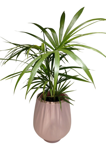Palmera Palmito Interior + Maceta Rotomoldeado Mod.barcelona