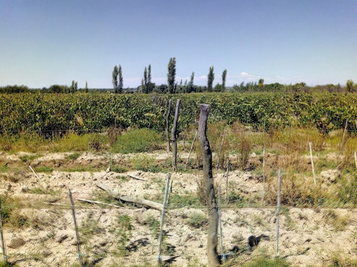 Imagen 9 de 25 de Venta De Finca 14 Ha En Producción - San Rafael Mendoza