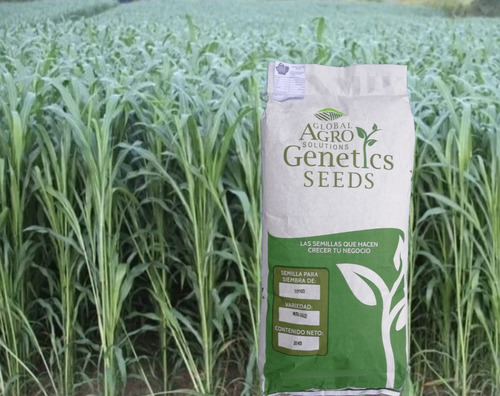 Semilla De Sorgo Forrajero Variedad Nutrigraze 40 Kilogramos