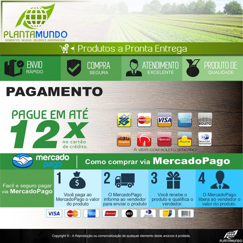 Imagem 8 de 10 de Tomate Tiny Tim - O Menor Do Mundo! Sementes Para Mudas