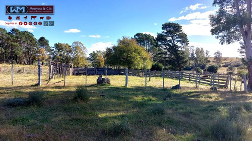 Imagen 8 de 12 de Venta Campo Lavalleja 490 Has Forestal Ganadero 217has En Rebrote Forestal Suelos 2.11a Y 2.11b
