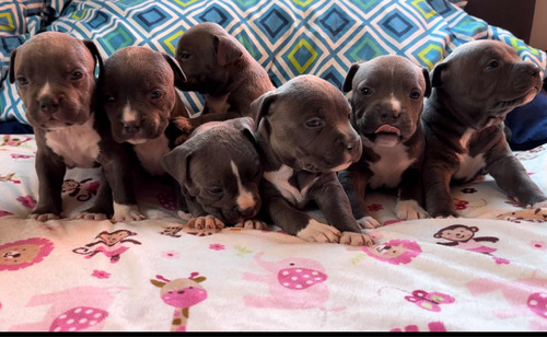 American Staffordshire Terrier Blue