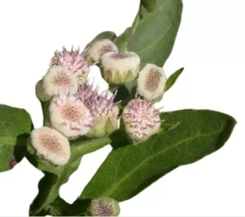Pluchea Sagittalis (yerba Lucera)
