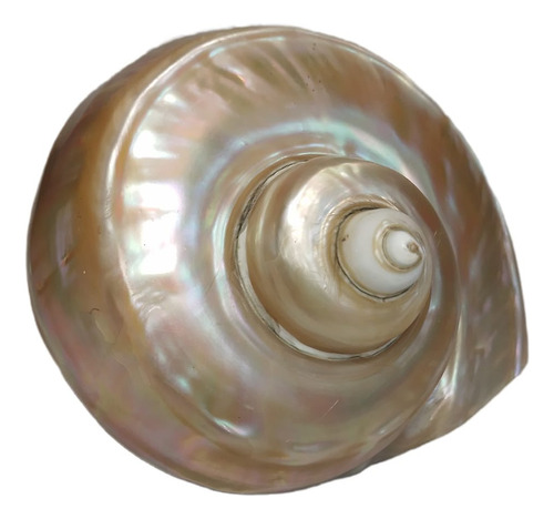 Caparazón De Caracol De Mar - Edstiendas