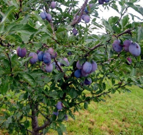 Sementes Ameixa Noz Moscada Frutas Doces E Deliciosas P/muda