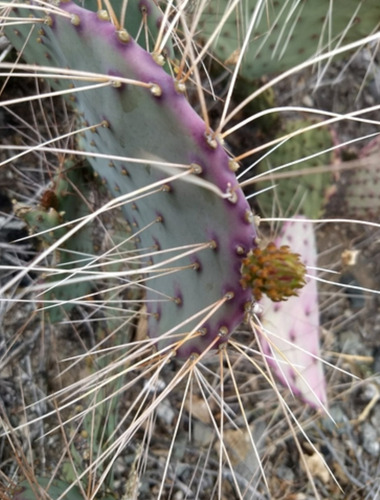 Opuntia Gosselinina, Nopal Morado, Nv