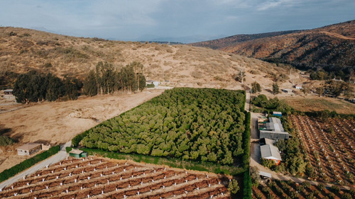 Colmo, Terreno Plano Paltos En Producción
