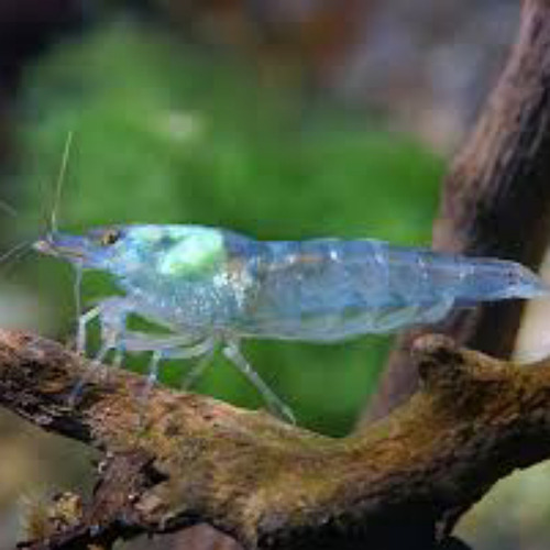 5 Camarão Neocaridina Blue Pearl Azul-celeste