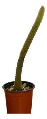 Cactus Cleistocactus Winteri
