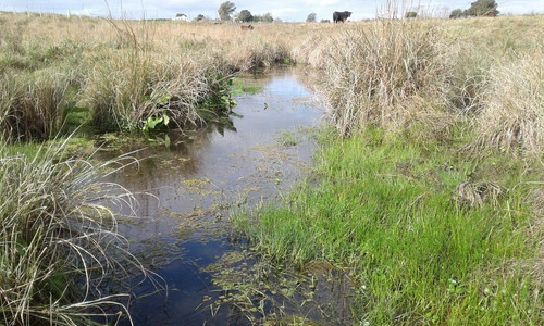 Venta Campo Con Casa Paraje Morlan, Colonia