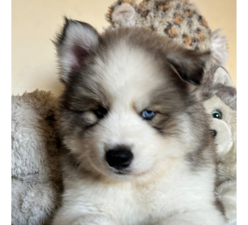 Cachorros Husky Siberiano Macho .