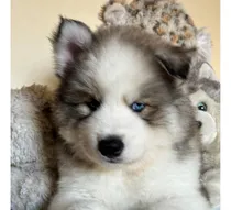 Comprar Cachorro Husky Siberiano Macho De 2 Meses
