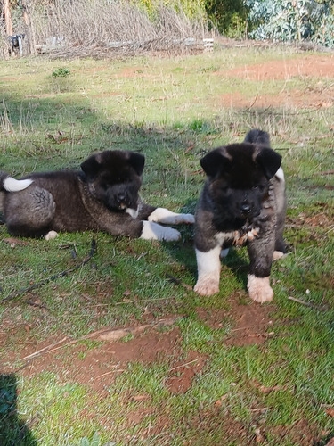 Cachorros Akita Americano