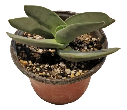 Crassula Perfoliata Ex Falcata