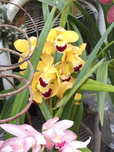 Orquídea Cymbidium Amarela - Com Flor Planta Adulta Amarelo