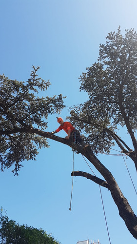 Imagen 6 de 10 de Poda De Arboles Y Palmeras Tala Extracciones Altura Riesgo