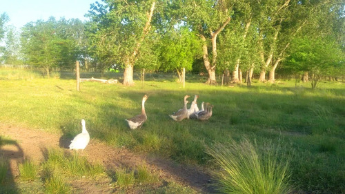 Imagen 5 de 12 de Campo 4 Hectareas Alquiler Cañuelas