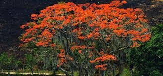 Árbol Plantas De Bucaré .