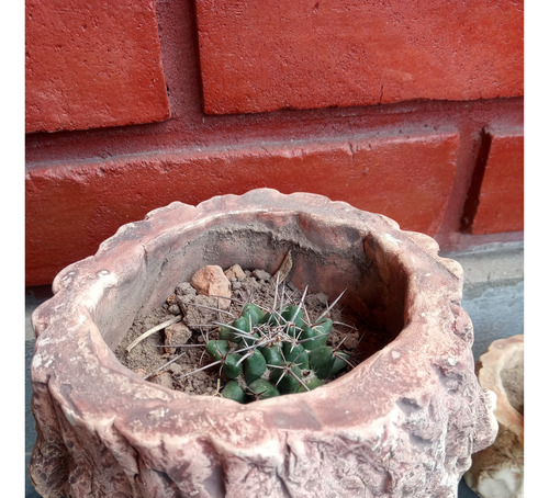 Plantas Varias Suculentas Arbol De Jade Planta Moneda.leer
