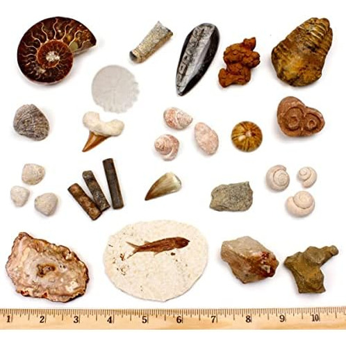 Fossil Collection Set, 20 Especímenes Reales Premium: ...