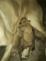 Comprar Cachorros Mastin Inglés