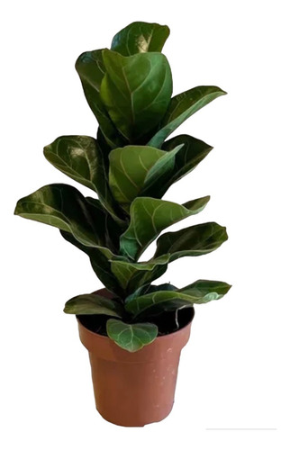 Planta Ficus Lyrata - Ideal Interior - Envíos