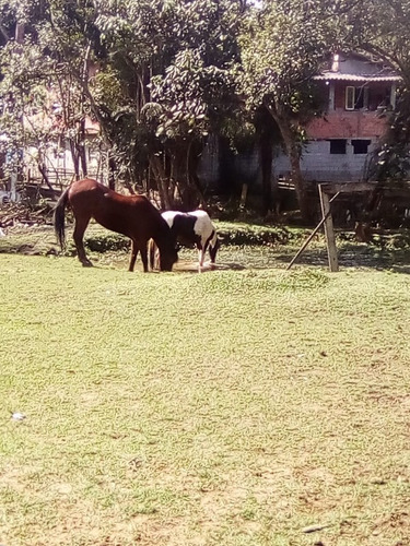 Imagem 19 de 20 de Chacara - Ch00014 - 34330924