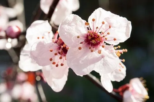 Ciruelo De Jardin, Cerezo Rojo Arbol Frutal Prunus Ceras.e10 (Usado)