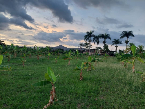 Finca En El Placer, Parroquia Carmen De Cura, Municipio Camatagua Del Estado Aragua. Pfml