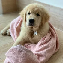 Comprar Golden Puros 100% Criadero Golden Retriever Argentina