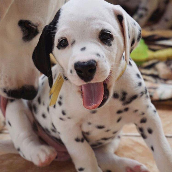 Mercado livre cachorro Clearance