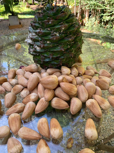 Semillas De Araucaria(piñon) (Usado)