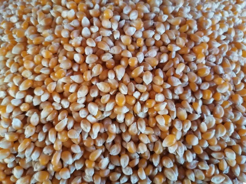 Maíz Palomero 40 Kg De Excelente Calidad Y Sabor